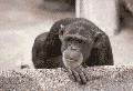 monkey.gif (34779 Byte)
